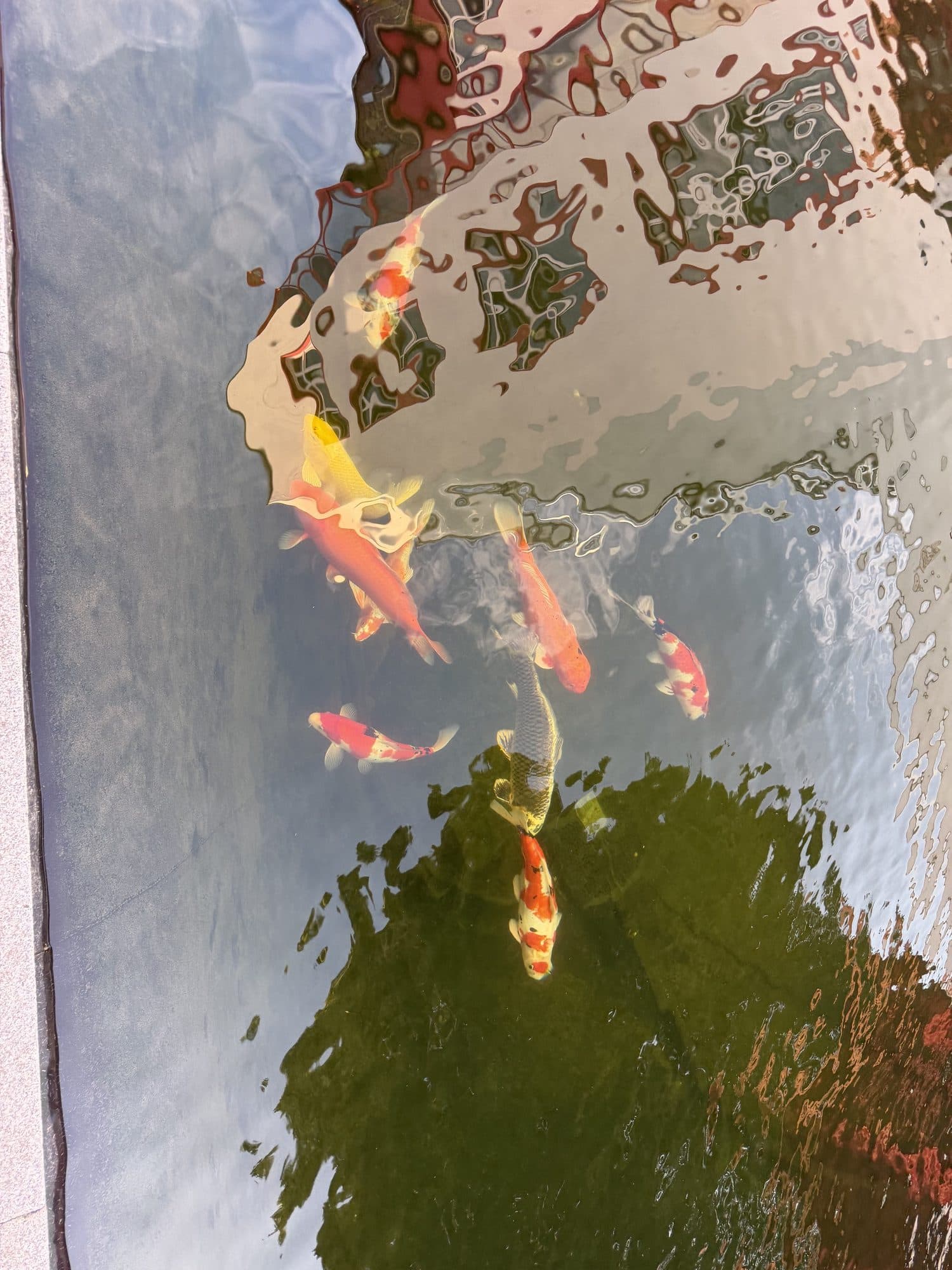 Bunte Kois dicht unter der Wasseroberfläche des Innenhofbeckens